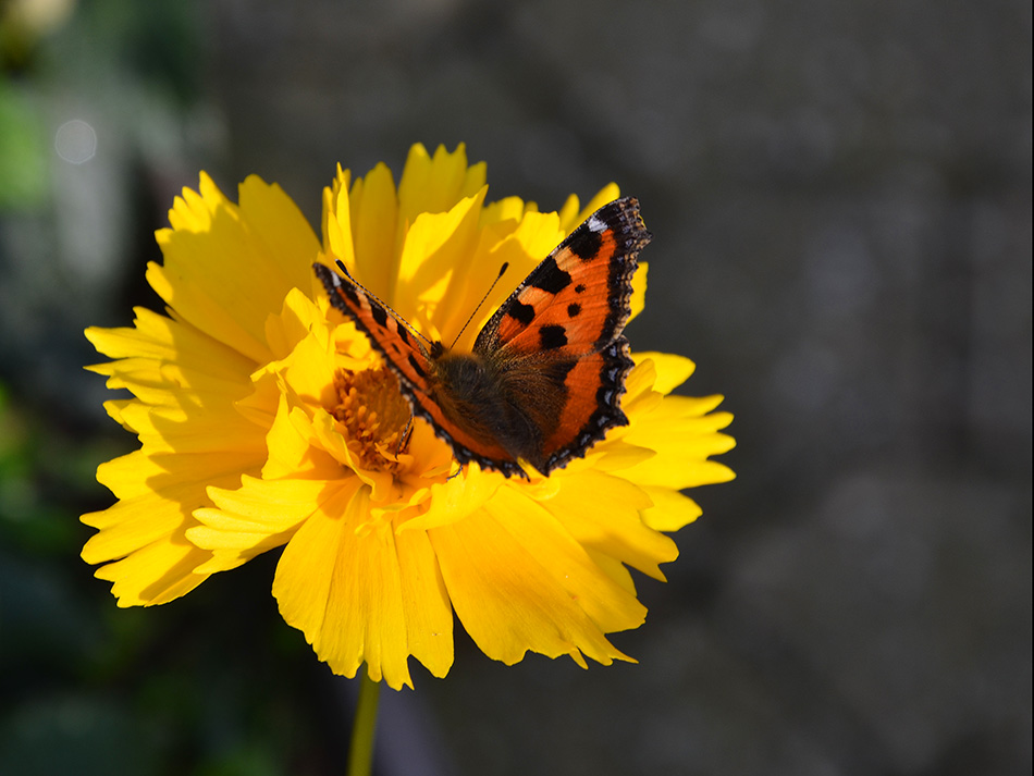 EIn kleiner Schmetterling