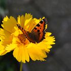 EIn kleiner Schmetterling