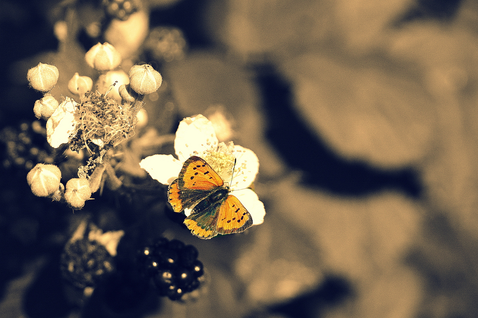 ein kleiner Schmetterling