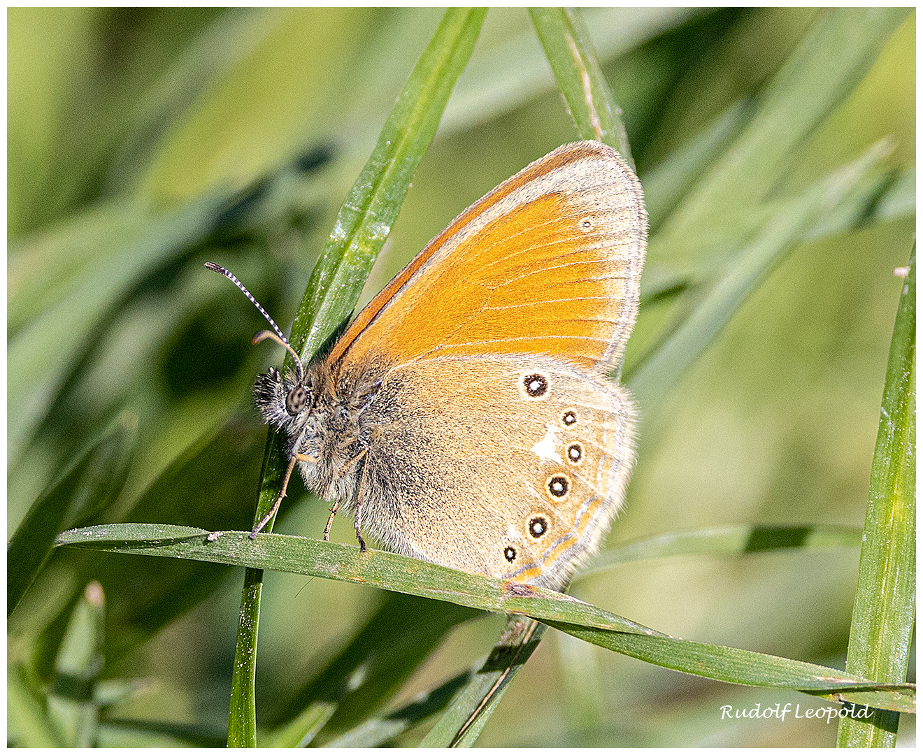 ein kleiner Schmetterling