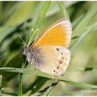 ein kleiner Schmetterling