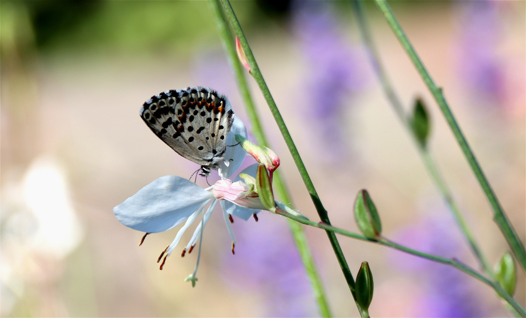 ** Ein kleiner Schmetterling **