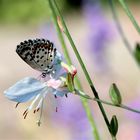 ** Ein kleiner Schmetterling **