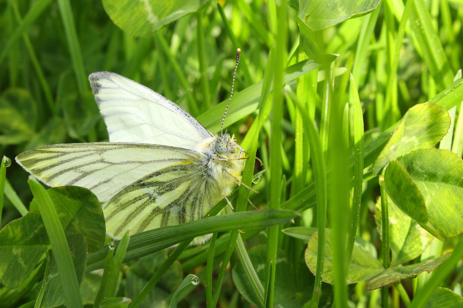 Ein Kleiner Schmetterling beim Energie tanken