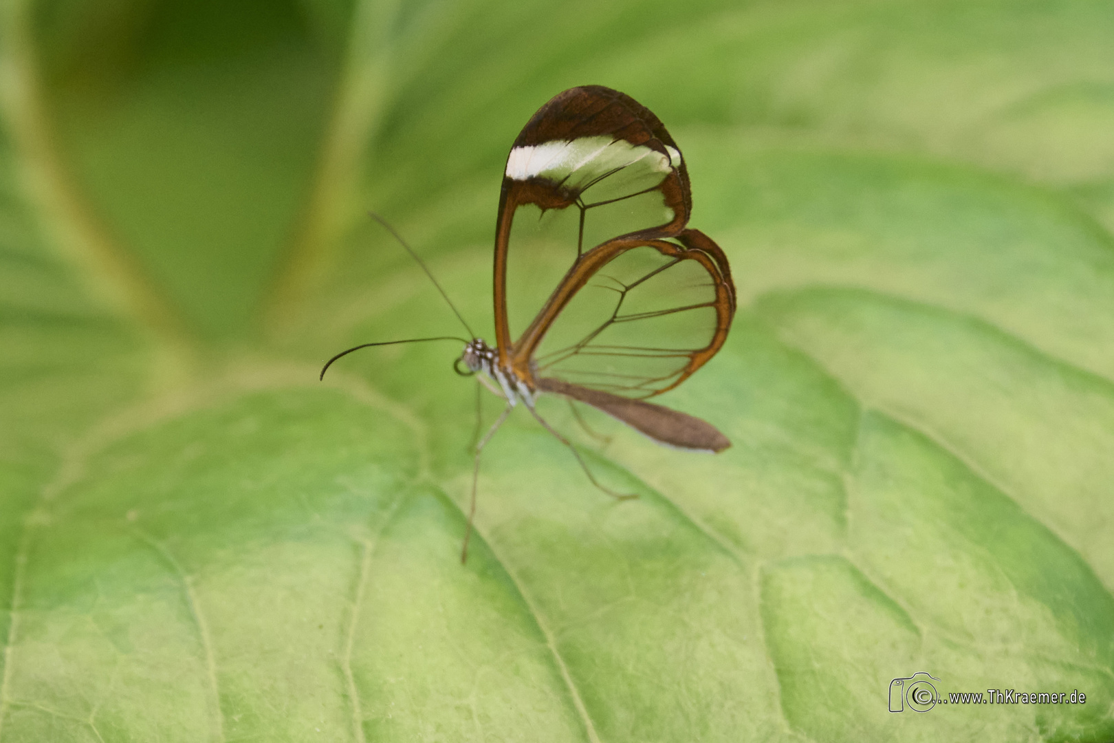 ein kleiner Schmetterling C1_NZ7_3663