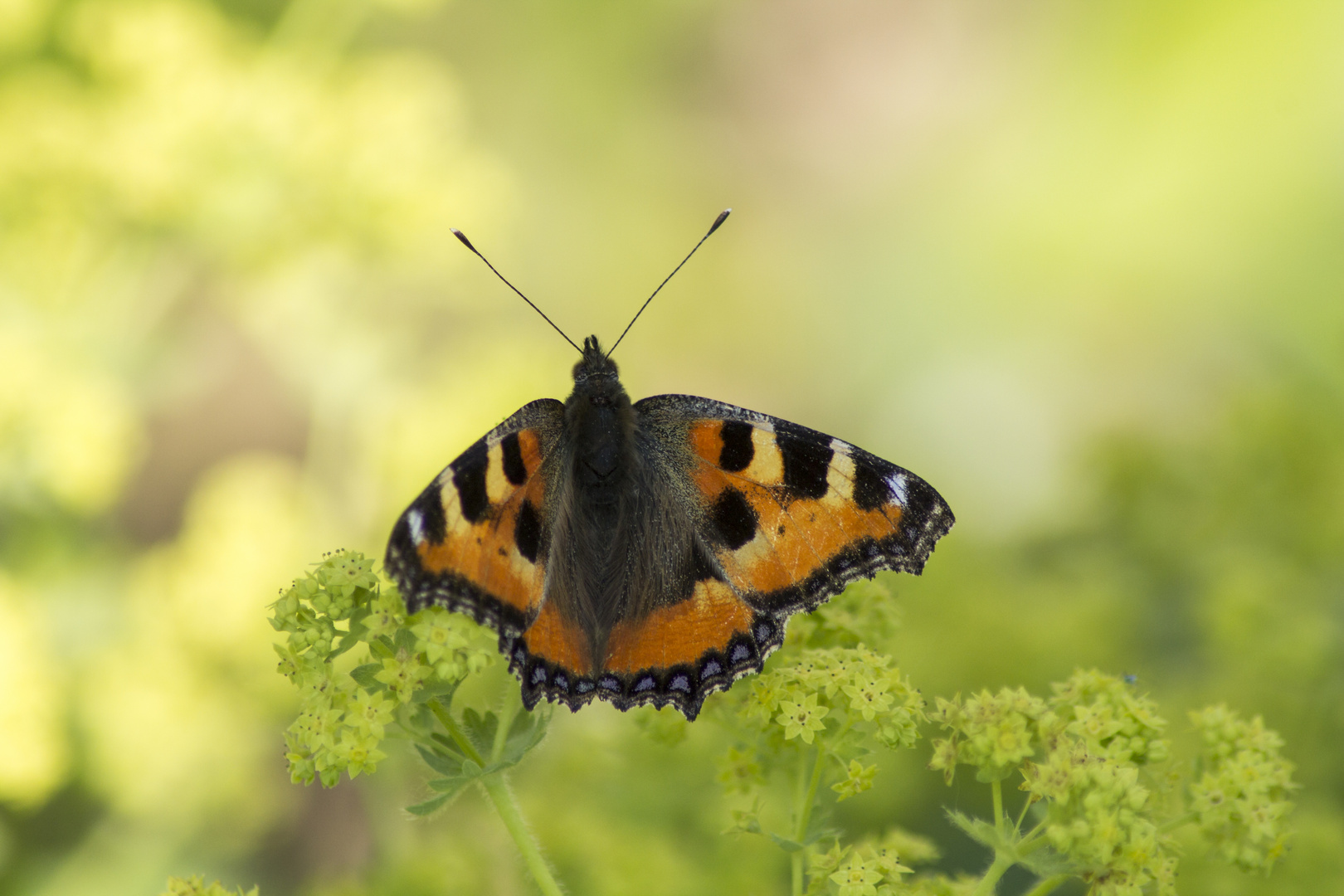 Ein kleiner Schmetterling