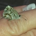 Ein kleiner Schmetterling