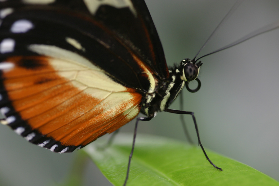 Ein kleiner Schmetterling ganz groß.