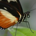 Ein kleiner Schmetterling ganz groß.