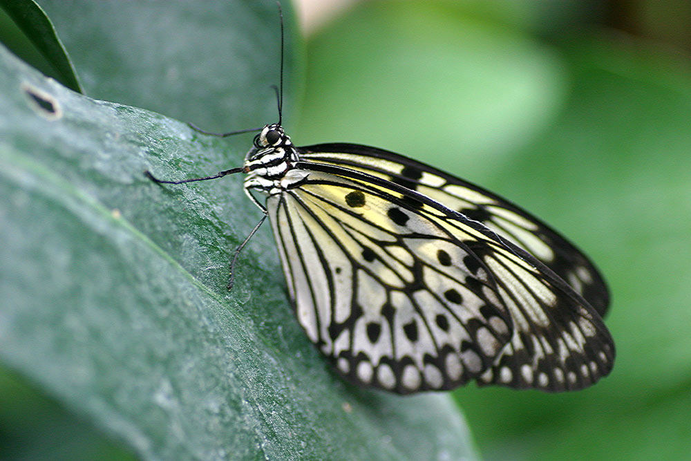 Ein kleiner Schmetterling ganz groß