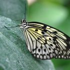 Ein kleiner Schmetterling ganz groß