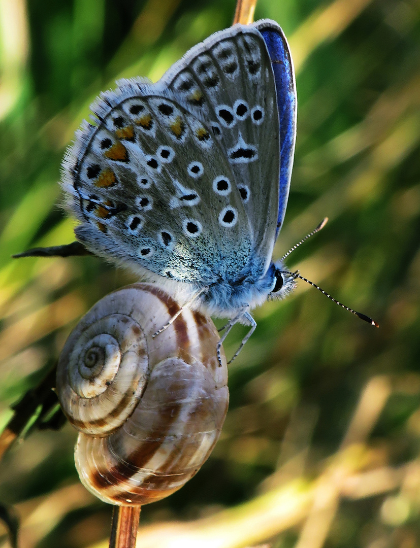 Ein kleiner Schmetterling ruht sich auf einer schlafenden Schnecke aus