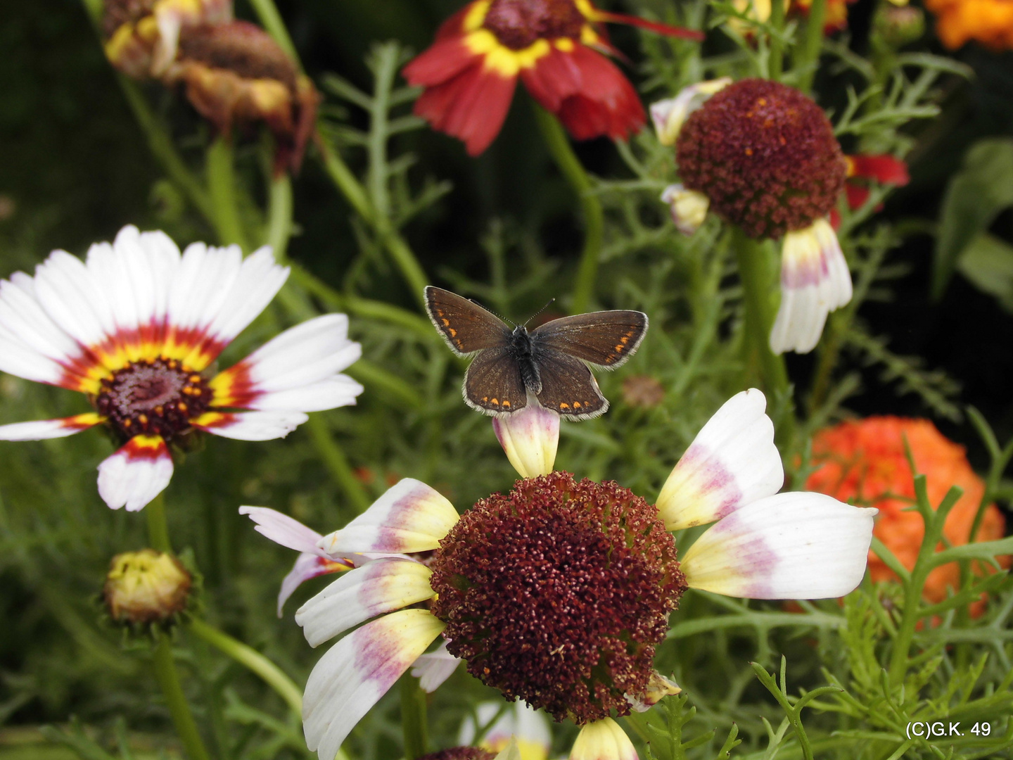 Ein kleiner Schmetterling - wie ist nur sein Name ?