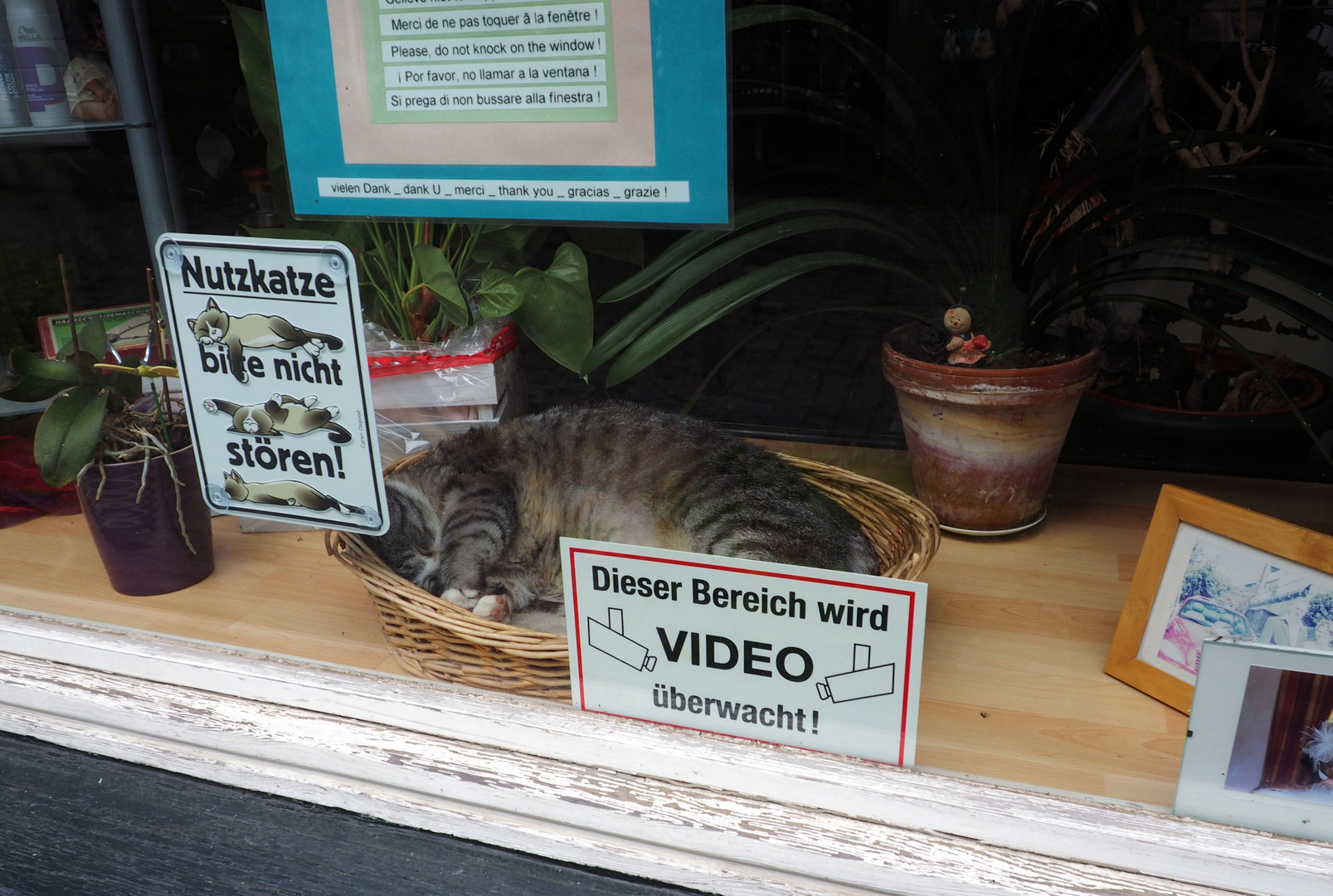 Ein kleiner Schmunzler ....in Monschau gibt es eine Schaufenster Katze ...