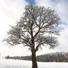 Ein kleiner Schneespaziergang