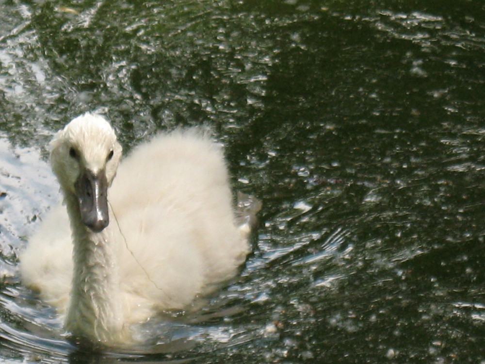 Ein kleiner Schwan