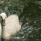 Ein kleiner Schwan