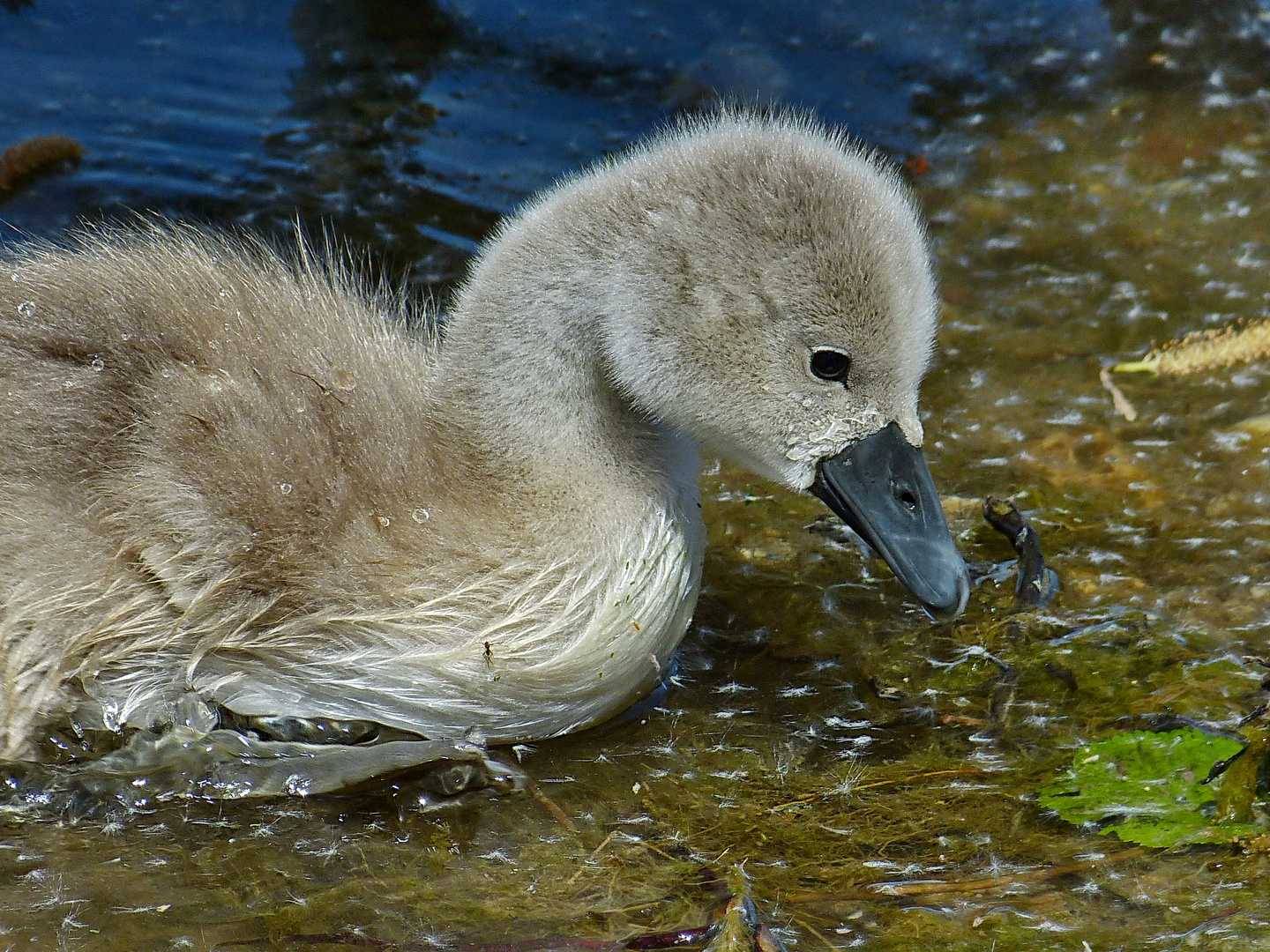  Ein kleiner Schwan entdeckt die Welt