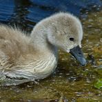  Ein kleiner Schwan entdeckt die Welt