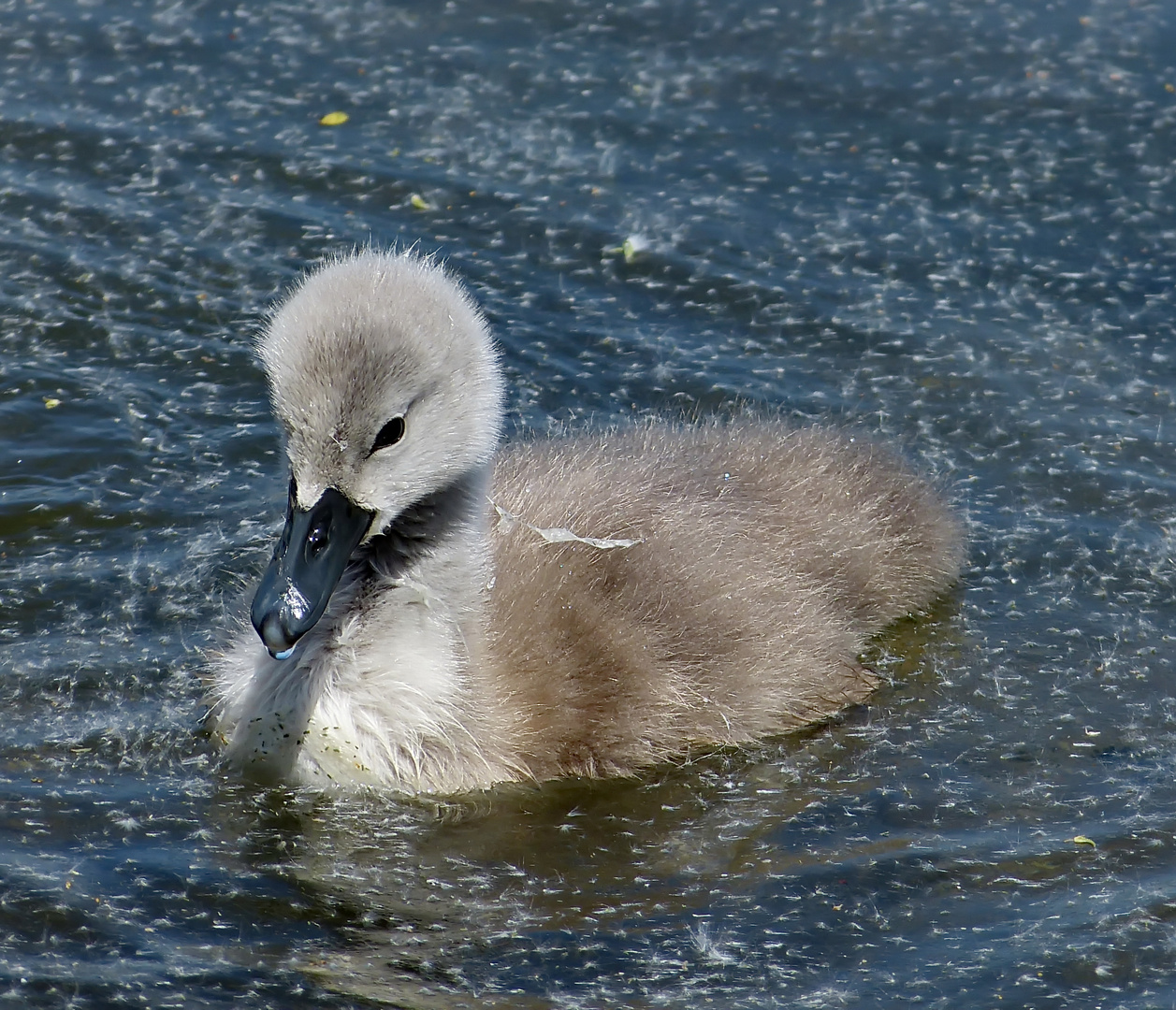 Ein kleiner Schwan war tauchen 