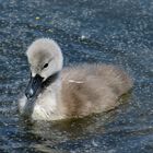 Ein kleiner Schwan war tauchen 