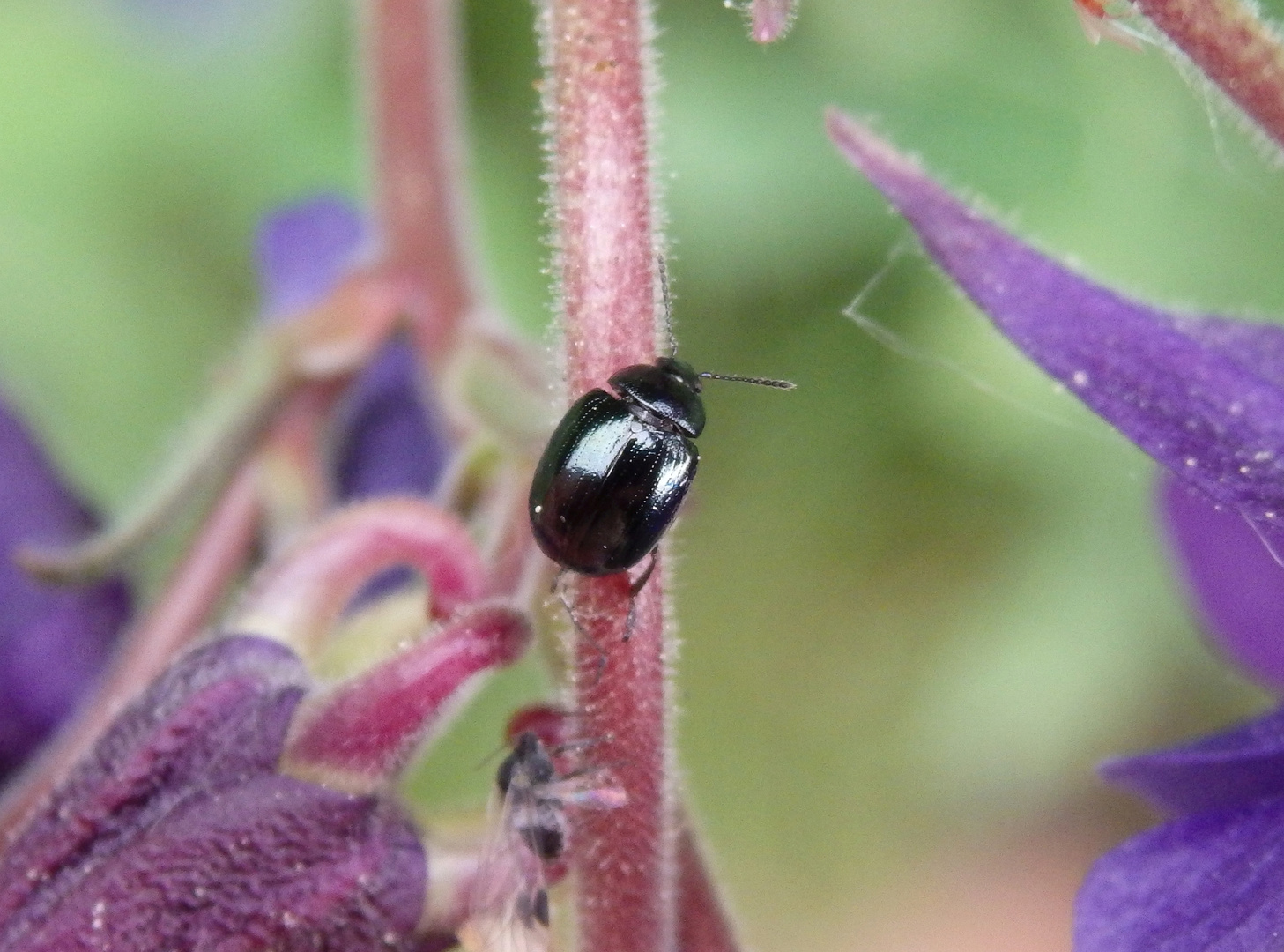 Ein kleiner schwarzer Blattkäfer auf Akelei Foto & Bild tiere, wildlife, insekten Bilder auf