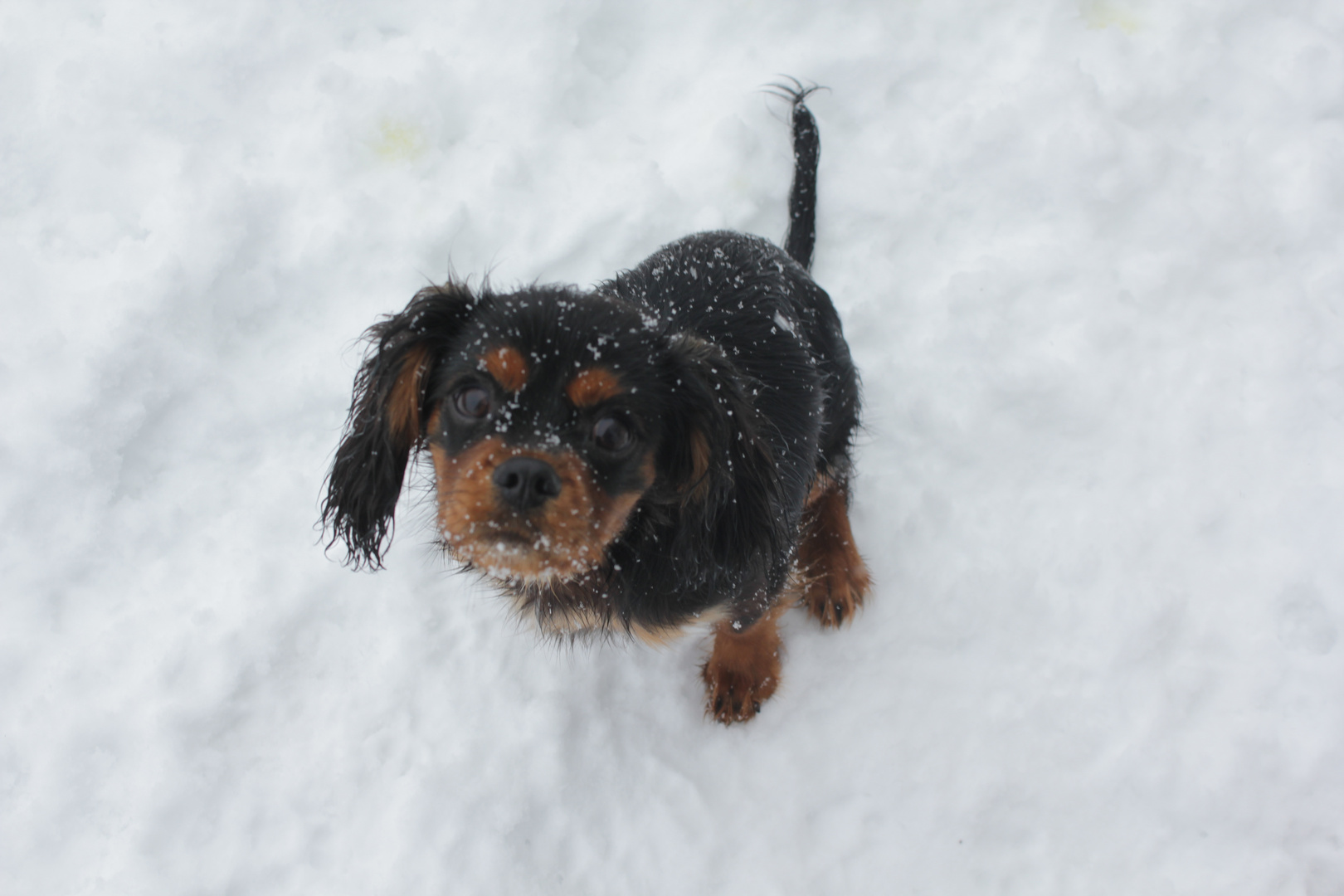 Ein kleiner schwarzer Schneemann