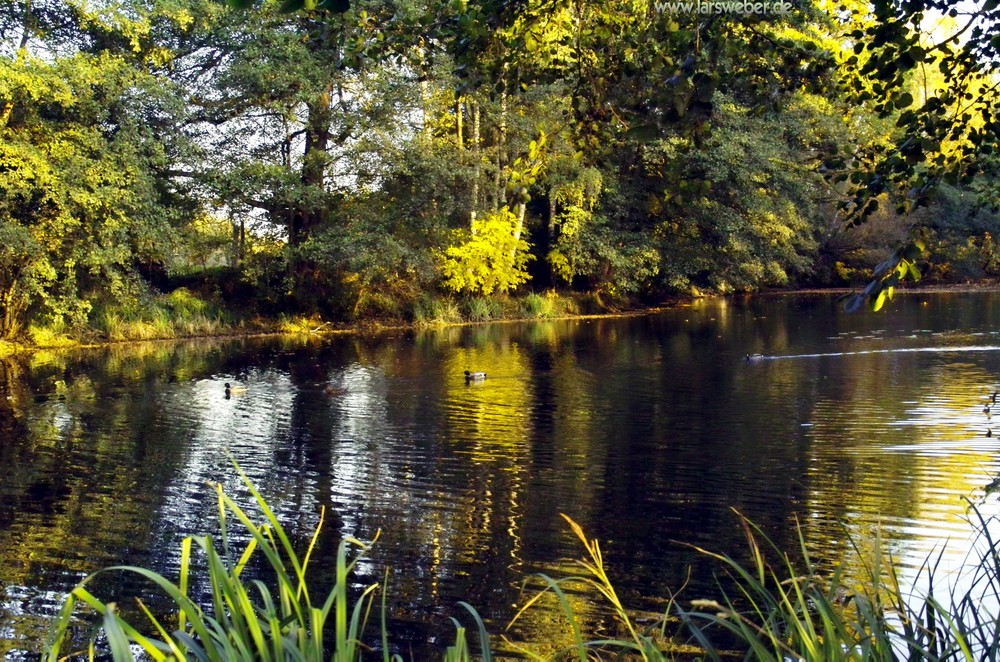 Ein kleiner See in der Stadt Dessau-Rosslau, fast ein kleines Idyll
