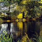 Ein kleiner See in der Stadt Dessau-Rosslau, fast ein kleines Idyll