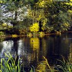 Ein kleiner See in der Stadt Dessau-Rosslau, fast ein kleines Idyll