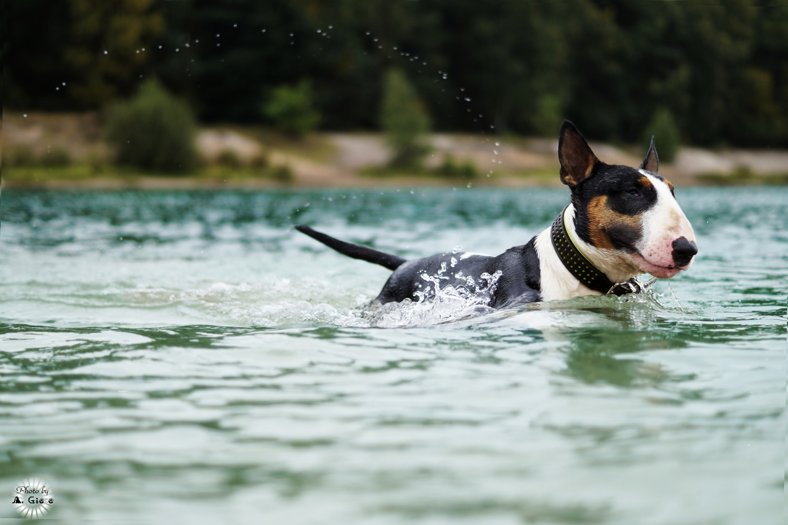 Ein kleiner Seehund