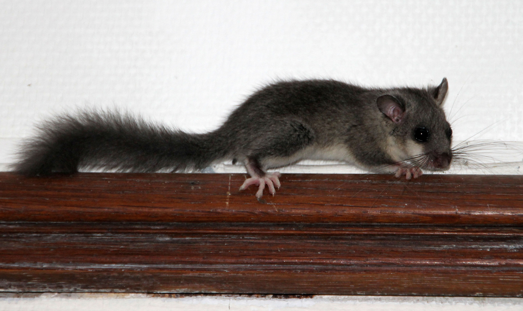 Ein Kleiner Siebenschlafer Un Petit Loir Foto Bild Tiere