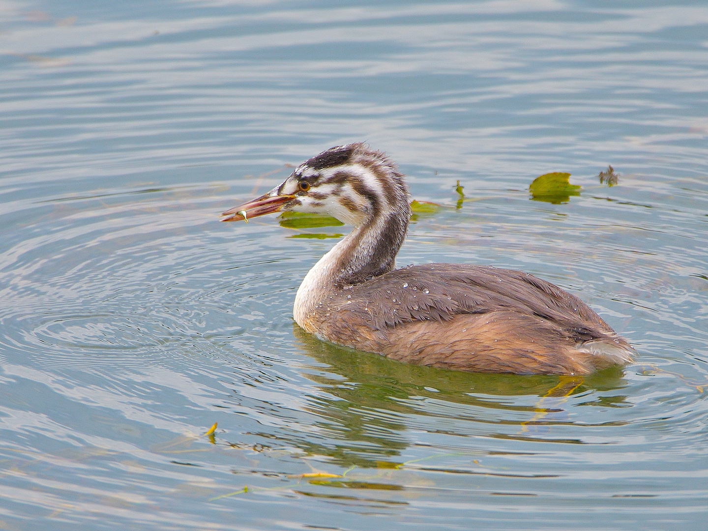 Ein kleiner Snack für den jungen Haubentaucher (Podiceps cristatus)