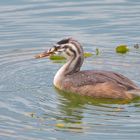 Ein kleiner Snack für den jungen Haubentaucher (Podiceps cristatus)