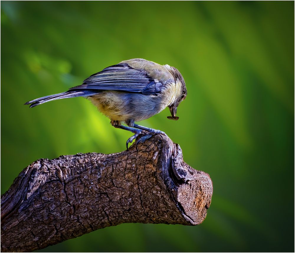 Ein kleiner Snack zwischendurch. Foto & Bild | tiere, wildlife, wild ... Ein kleiner Snack zwischendurch. Foto & Bild | tiere, wildlife, wild ...