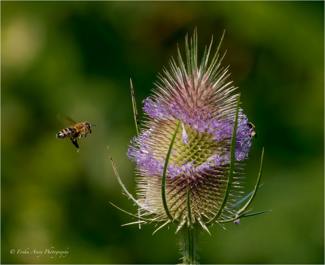 Ein kleiner "Sommer-Gruss"