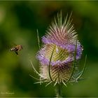 Ein kleiner "Sommer-Gruss"