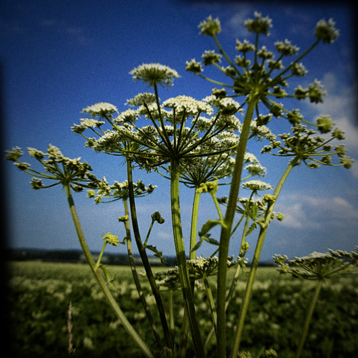 ein kleiner sommergruß