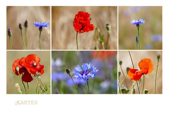 ...ein kleiner Sommergruß