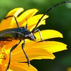 Ein kleiner Sonnenanbeter bei uns im Garten