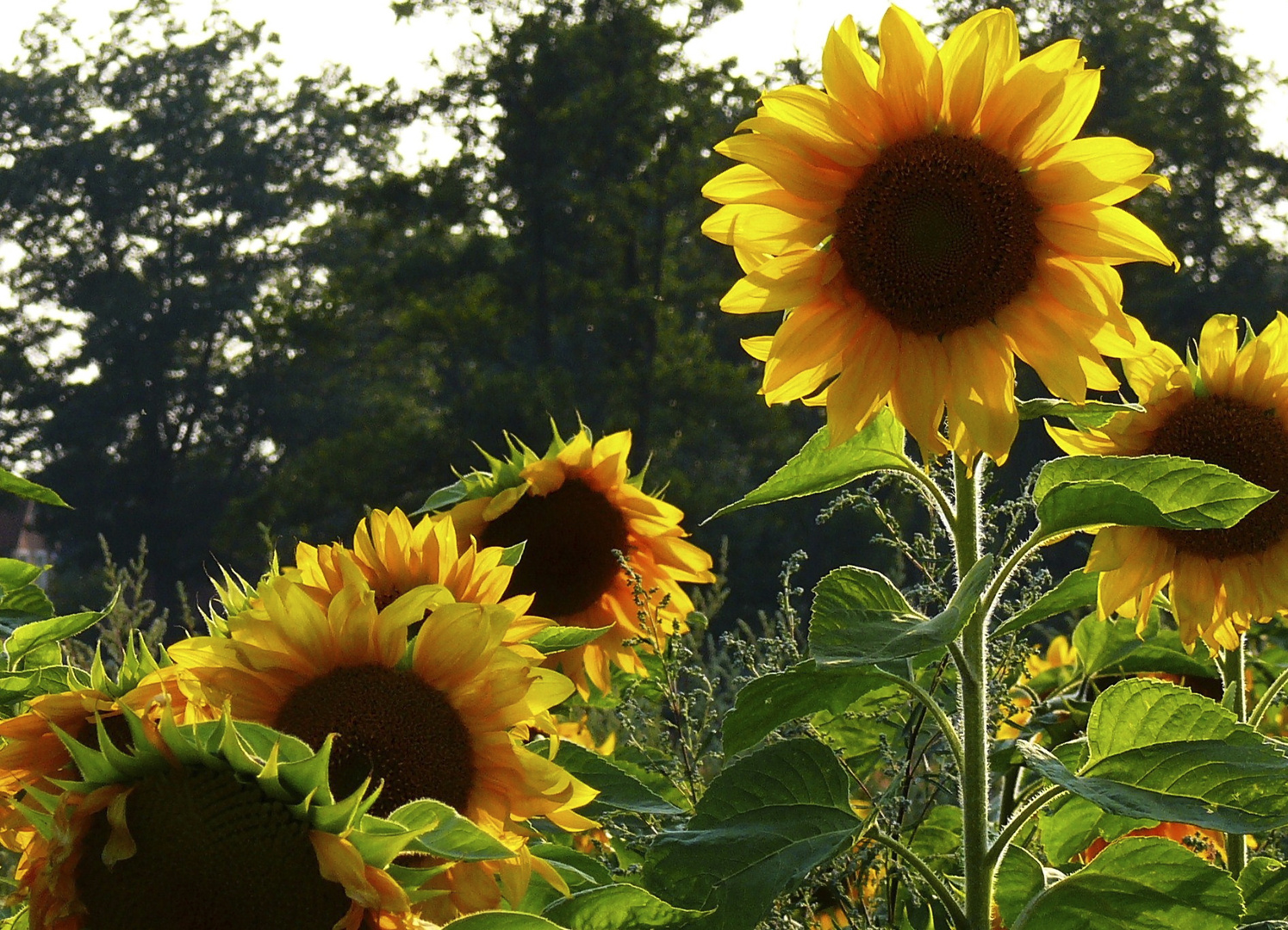 Ein kleiner Sonnenstrahl...