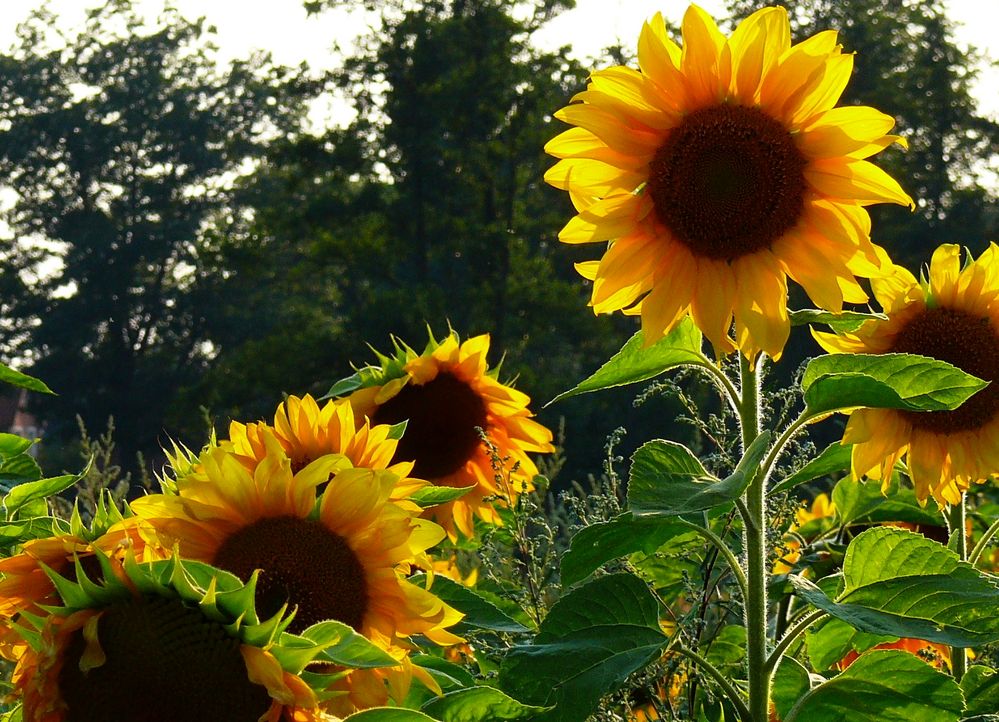 Ein kleiner Sonnenstrahl...