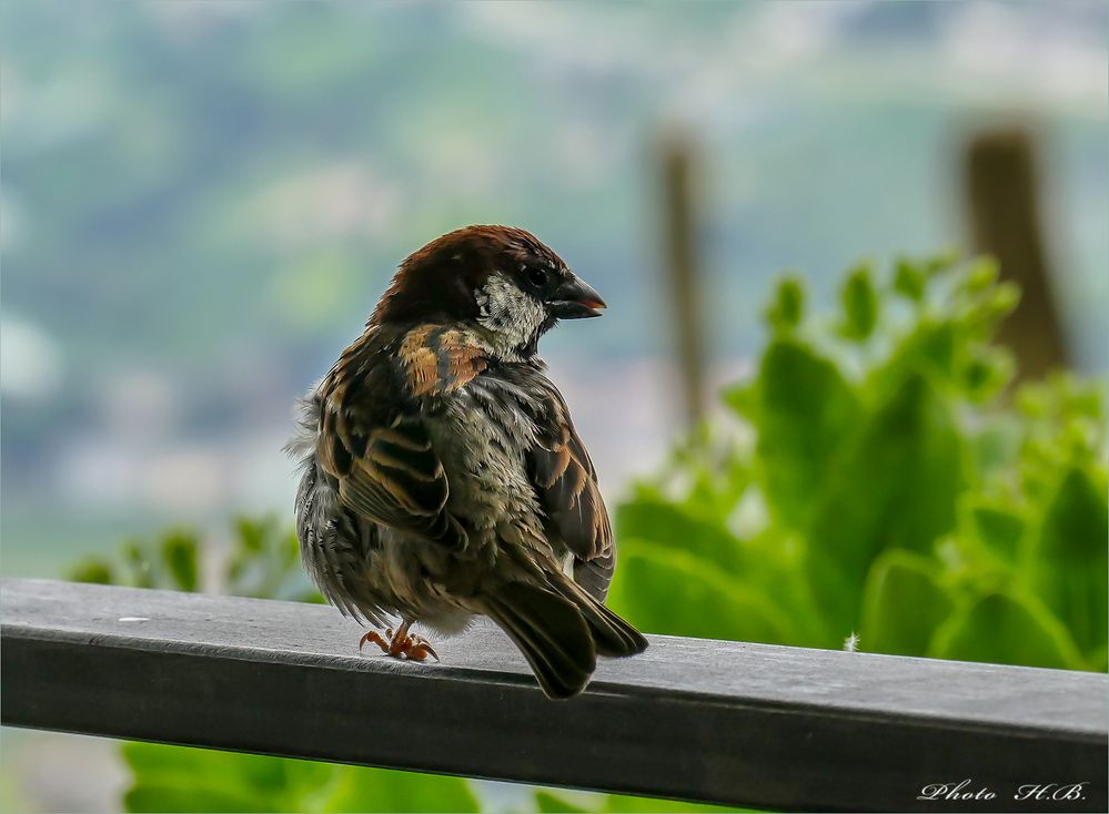 Ein kleiner Spatz...