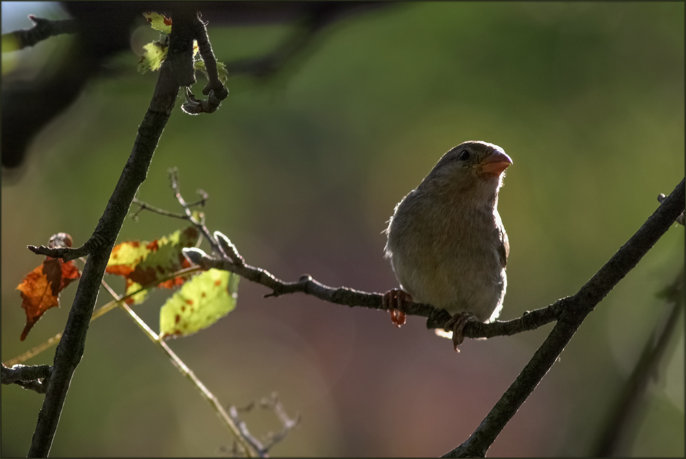 Ein kleiner Spatz  ....