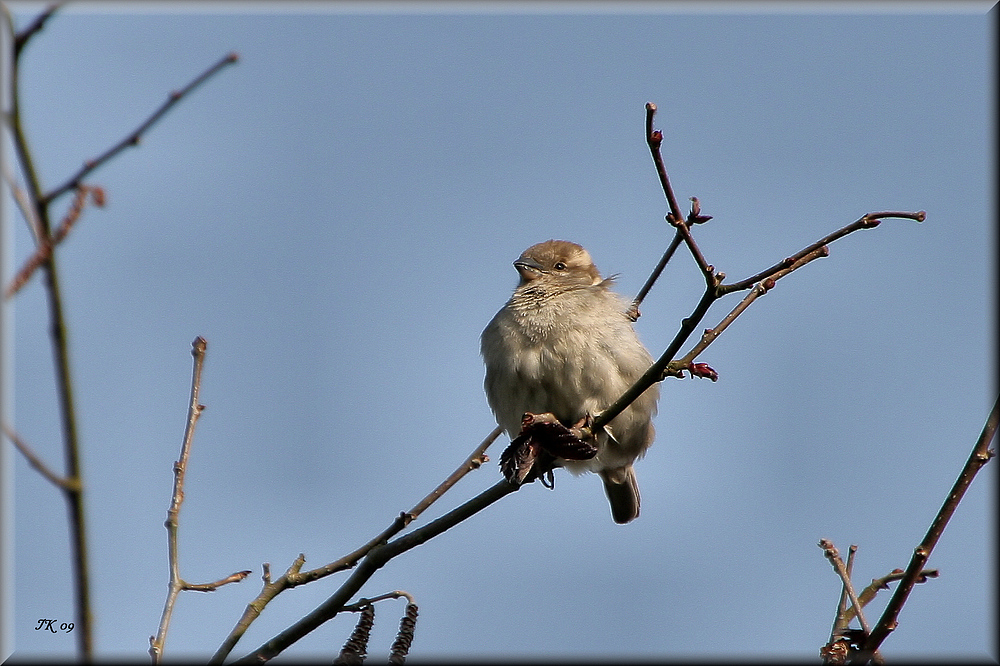 Ein kleiner Spatz........