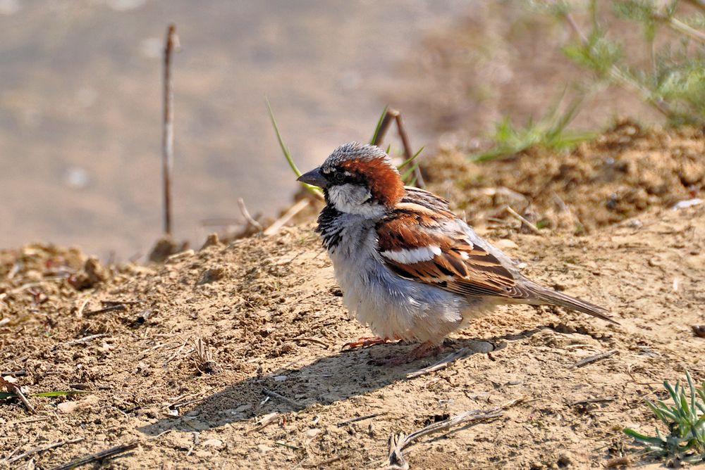 ein kleiner Spatz...