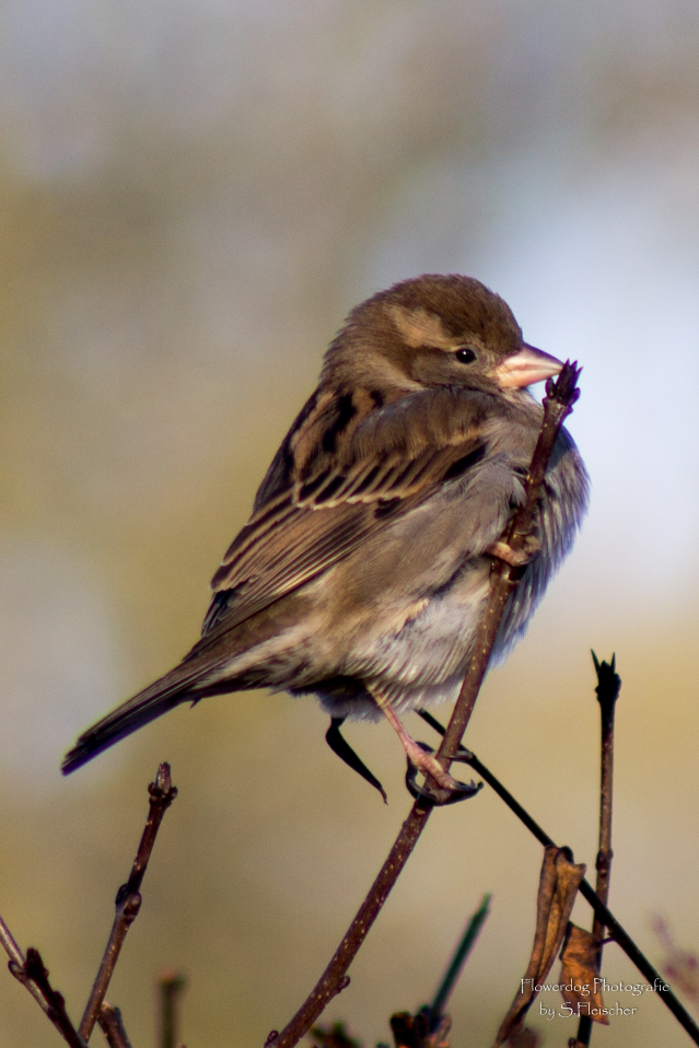 ein kleiner Spatz