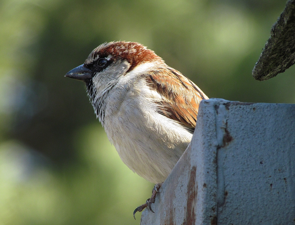 Ein kleiner Spatz