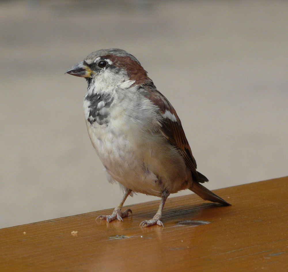 ein kleiner Spatz