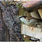 Ein kleiner Spatz an der Futterstelle